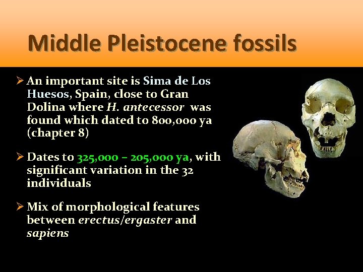 Middle Pleistocene fossils Ø An important site is Sima de Los Huesos, Spain, close