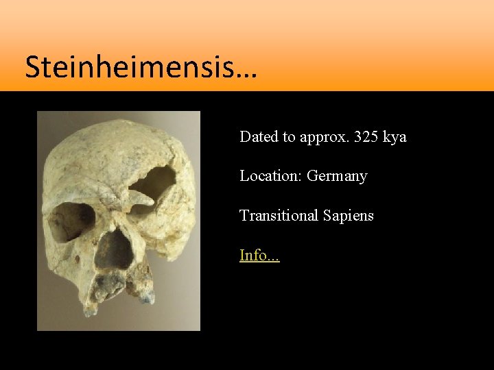 Steinheimensis… Dated to approx. 325 kya Location: Germany Transitional Sapiens Info. . . 