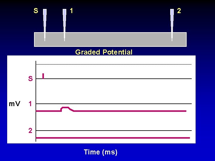 S 1 2 Graded Potential S m. V 1 2 Time (ms) 