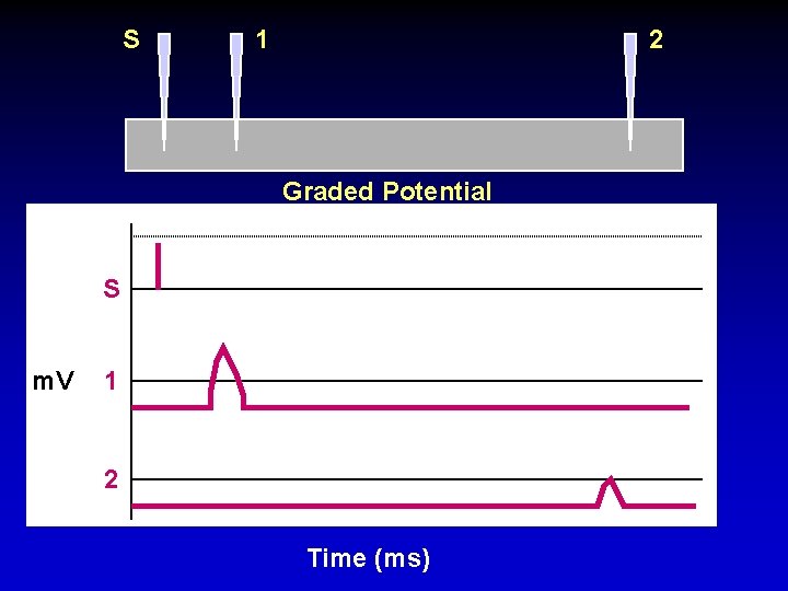 S 1 2 Graded Potential S m. V 1 2 Time (ms) 