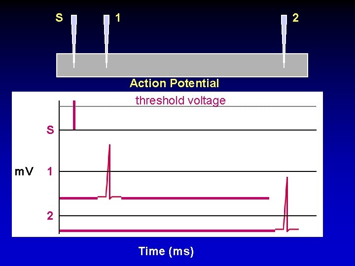 S 1 2 Action Potential threshold voltage S m. V 1 2 Time (ms)
