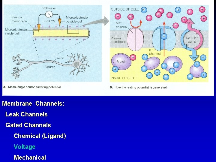 Membrane Channels: Leak Channels Gated Channels Chemical (Ligand) Voltage Mechanical 