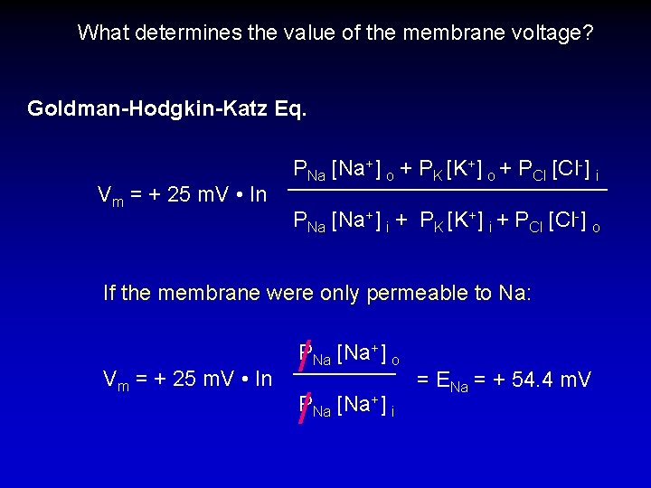 What determines the value of the membrane voltage? Goldman-Hodgkin-Katz Eq. Vm = + 25
