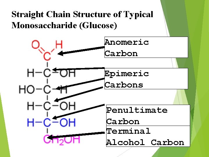 Straight Chain Structure of Typical Monosaccharide (Glucose) Anomeric Carbon Epimeric Carbons Penultimate Carbon Terminal