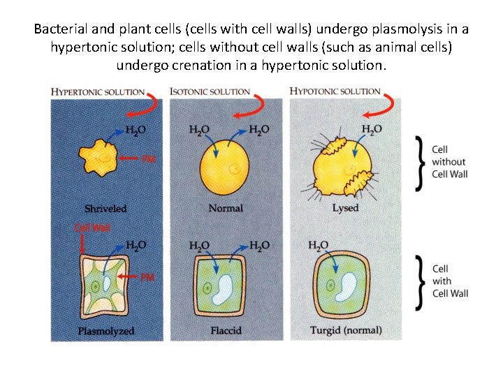 Bacterial and plant cells (cells with cell walls) undergo plasmolysis in a hypertonic solution;