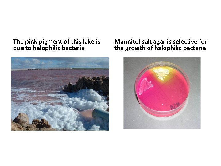 The pink pigment of this lake is due to halophilic bacteria Mannitol salt agar