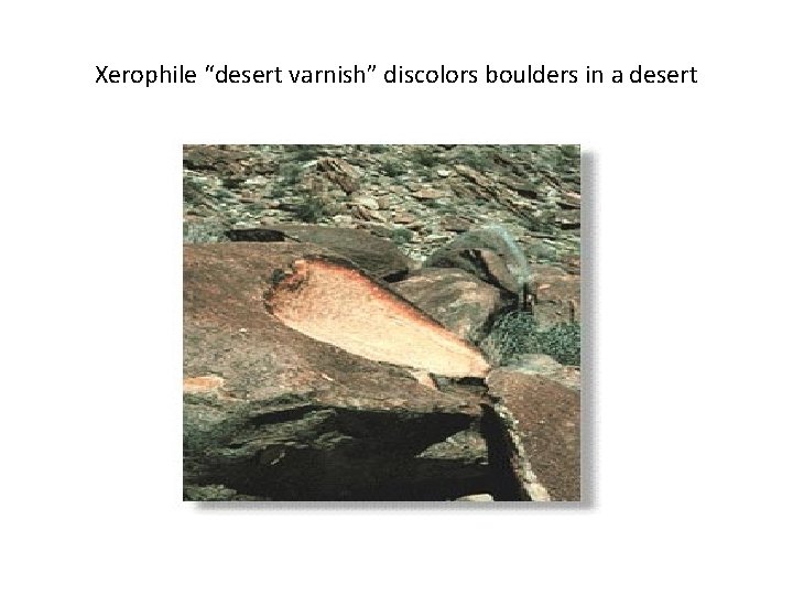 Xerophile “desert varnish” discolors boulders in a desert 