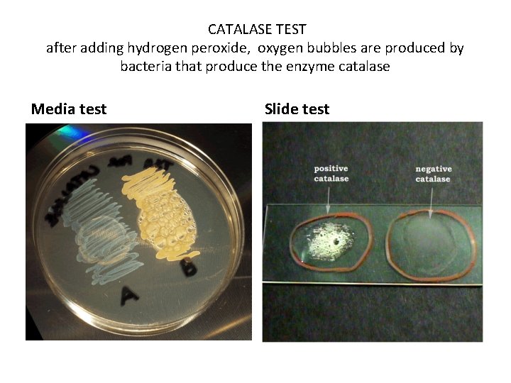 CATALASE TEST after adding hydrogen peroxide, oxygen bubbles are produced by bacteria that produce