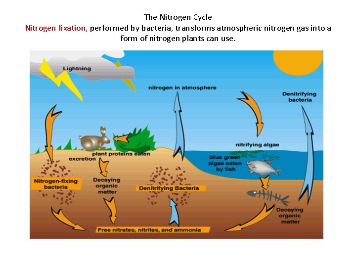 The Nitrogen Cycle Nitrogen fixation, performed by bacteria, transforms atmospheric nitrogen gas into a