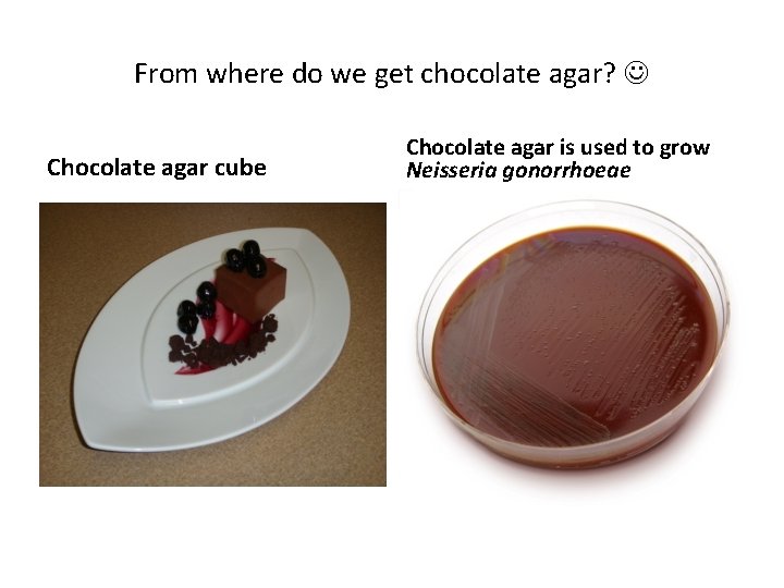From where do we get chocolate agar? Chocolate agar cube Chocolate agar is used