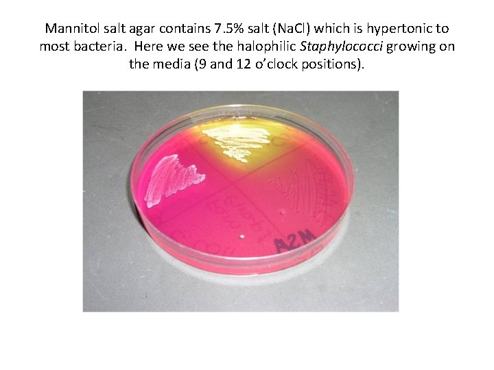 Mannitol salt agar contains 7. 5% salt (Na. Cl) which is hypertonic to most