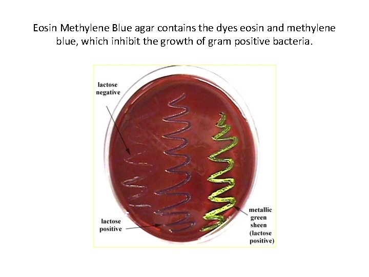 Eosin Methylene Blue agar contains the dyes eosin and methylene blue, which inhibit the