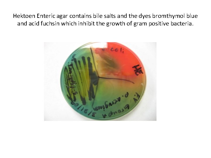 Hektoen Enteric agar contains bile salts and the dyes bromthymol blue and acid fuchsin