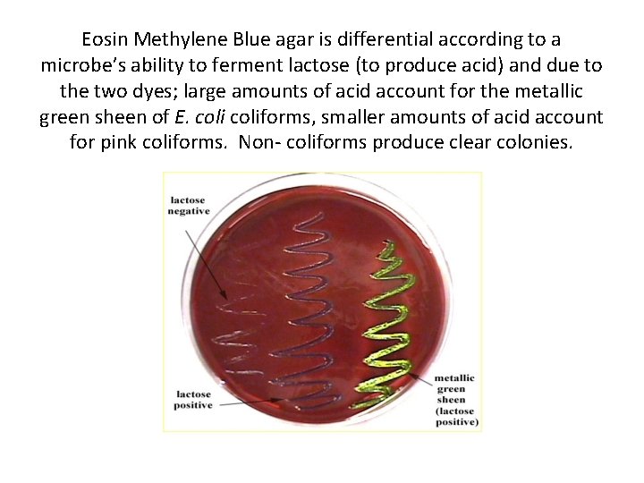 Eosin Methylene Blue agar is differential according to a microbe’s ability to ferment lactose