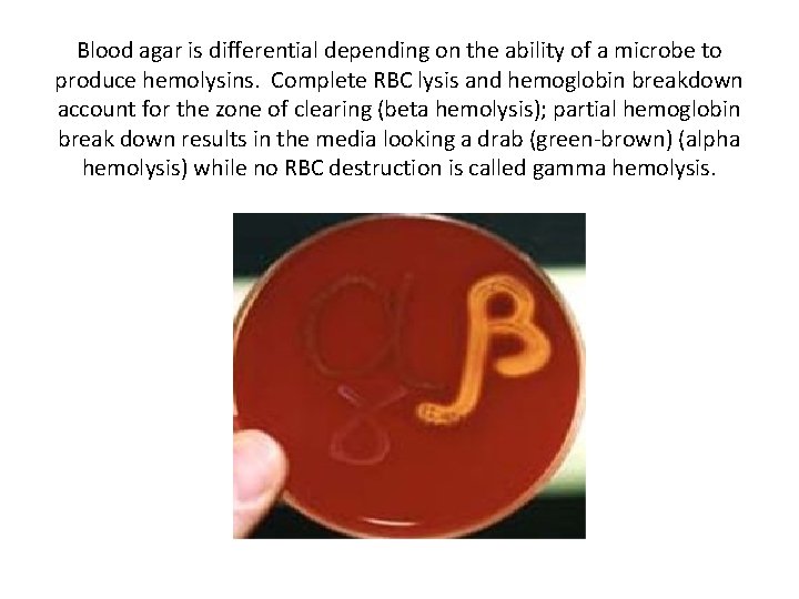 Blood agar is differential depending on the ability of a microbe to produce hemolysins.