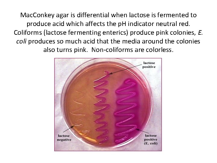 Mac. Conkey agar is differential when lactose is fermented to produce acid which affects