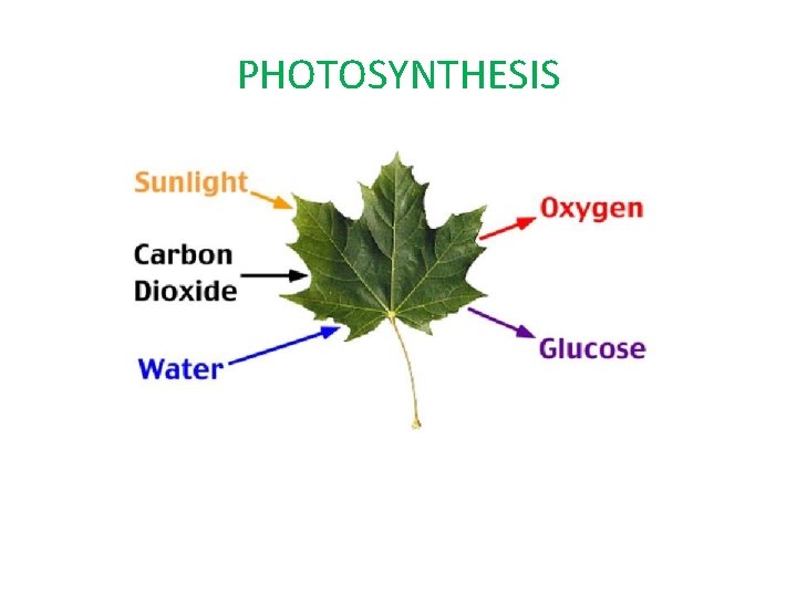 PHOTOSYNTHESIS 