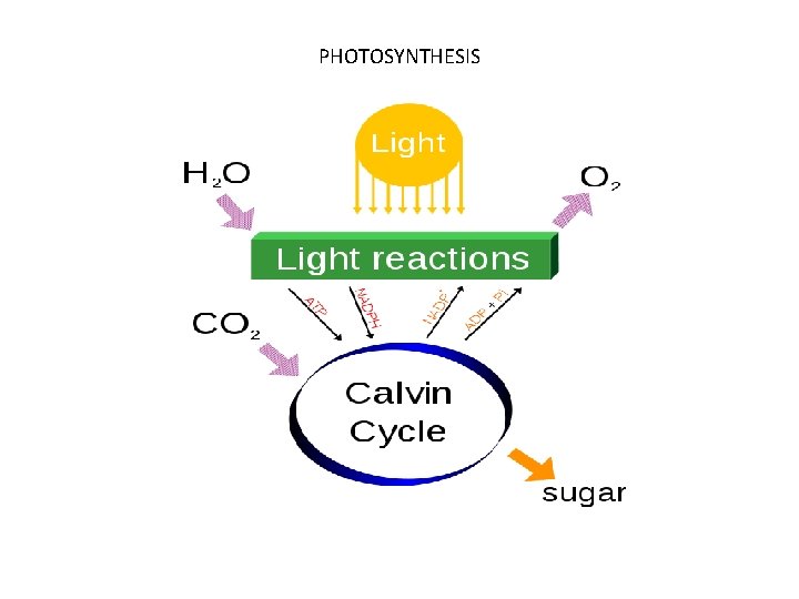 PHOTOSYNTHESIS 