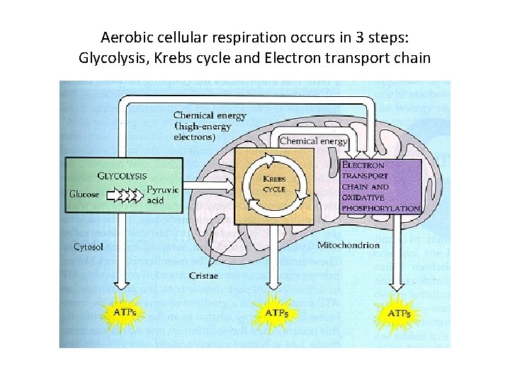 Aerobic cellular respiration occurs in 3 steps: Glycolysis, Krebs cycle and Electron transport chain
