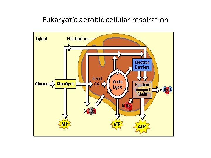 Eukaryotic aerobic cellular respiration 