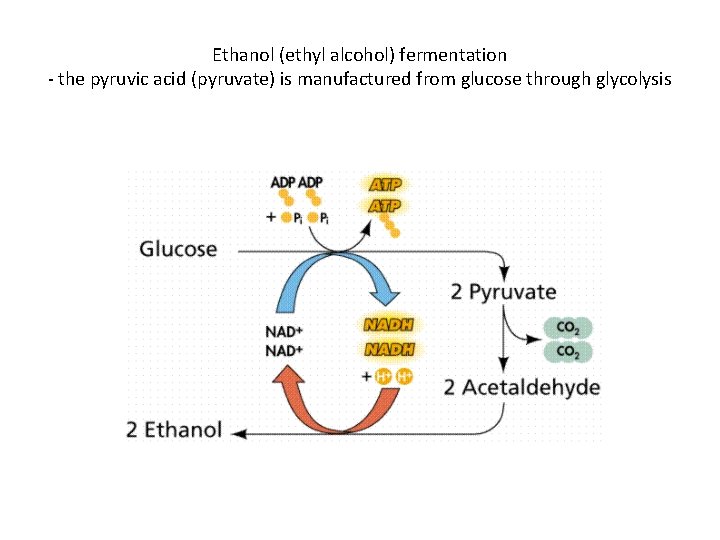Ethanol (ethyl alcohol) fermentation - the pyruvic acid (pyruvate) is manufactured from glucose through