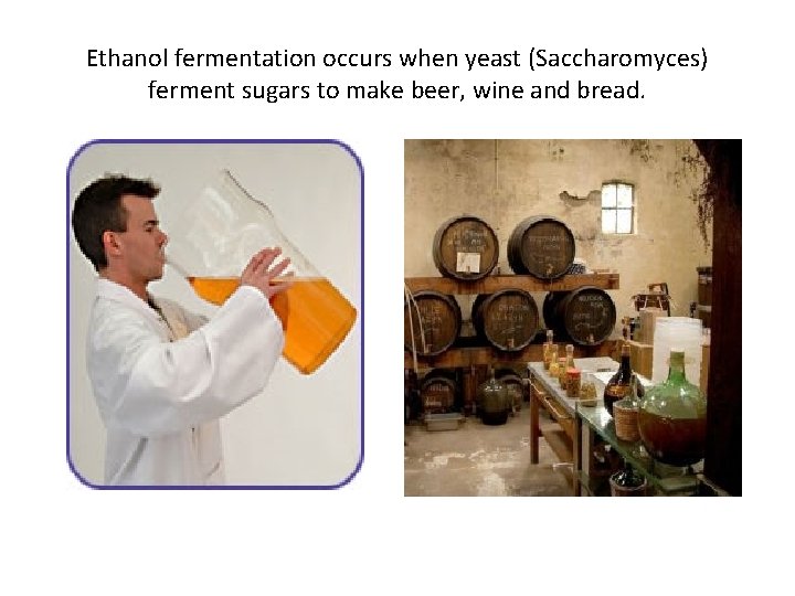 Ethanol fermentation occurs when yeast (Saccharomyces) ferment sugars to make beer, wine and bread.