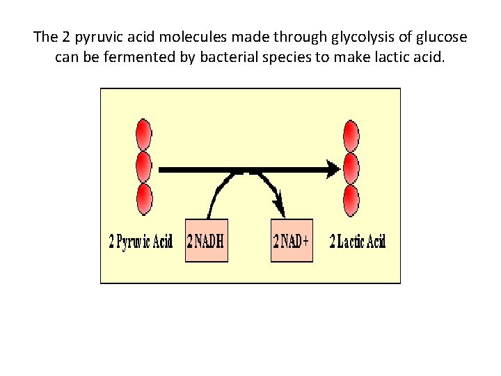 The 2 pyruvic acid molecules made through glycolysis of glucose can be fermented by