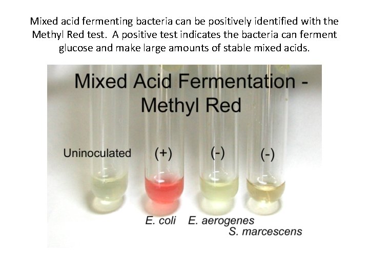 Mixed acid fermenting bacteria can be positively identified with the Methyl Red test. A