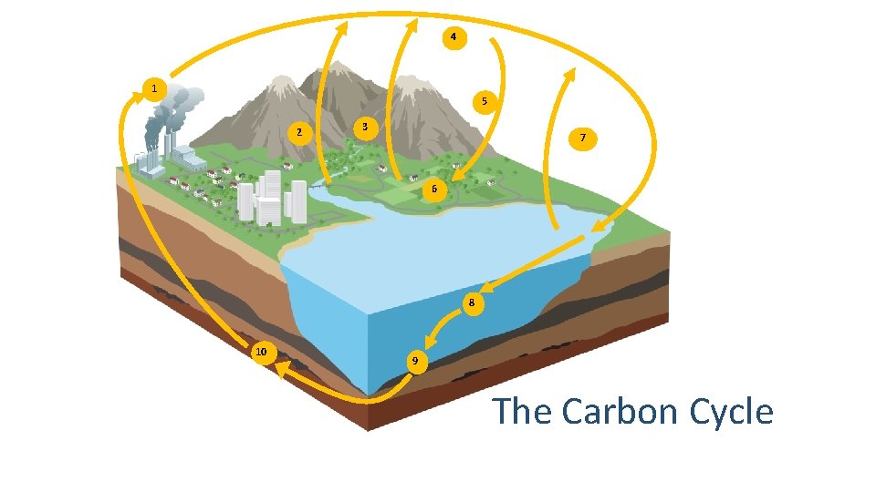 4 1 5 2 3 7 6 8 10 9 The Carbon Cycle ❿