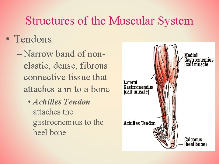 Structures of the Muscular System • Tendons – Narrow band of nonelastic, dense, fibrous