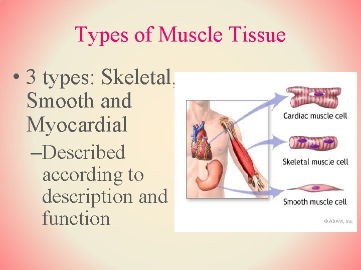 Types of Muscle Tissue • 3 types: Skeletal, Smooth and Myocardial –Described according to