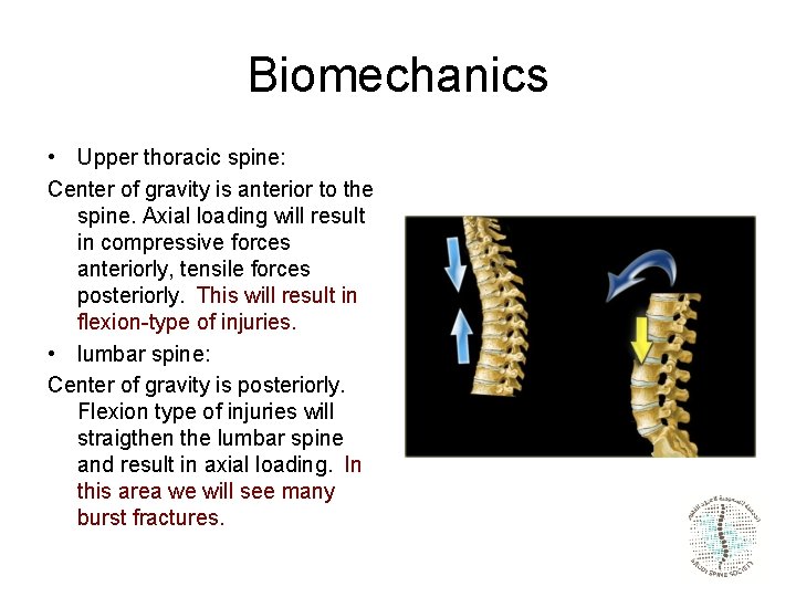 Biomechanics • Upper thoracic spine: Center of gravity is anterior to the spine. Axial