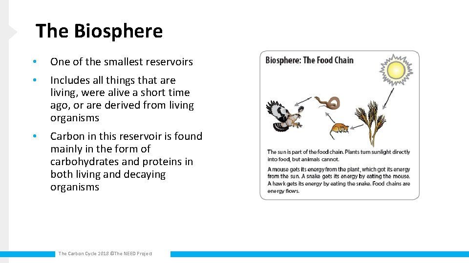 The Biosphere • One of the smallest reservoirs • Includes all things that are