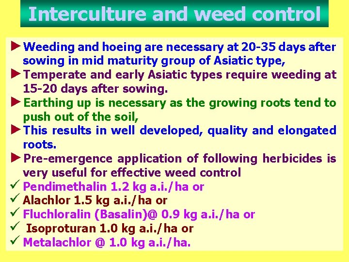 Interculture and weed control ►Weeding and hoeing are necessary at 20 -35 days after