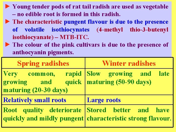 ► Young tender pods of rat tail radish are used as vegetable – no