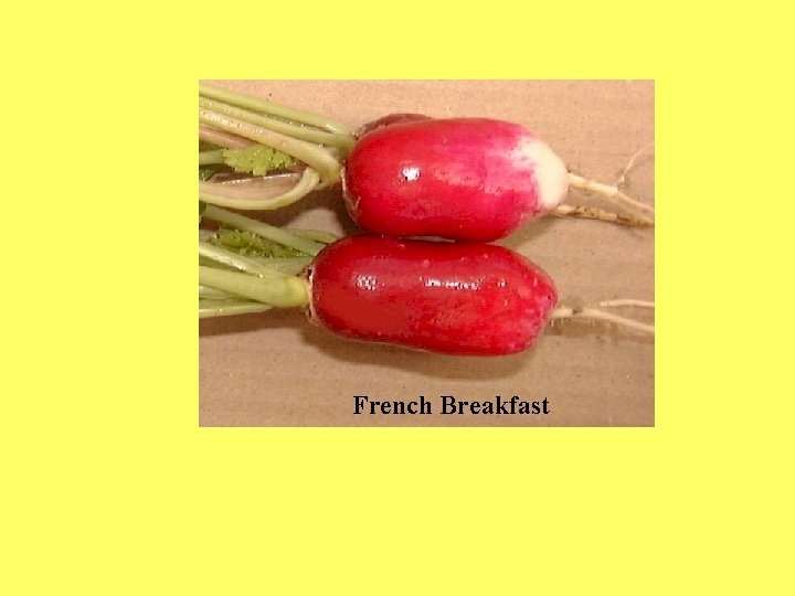 French Breakfast 