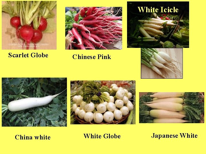 White Icicle Scarlet Globe China white Chinese Pink White Globe Japanese White 