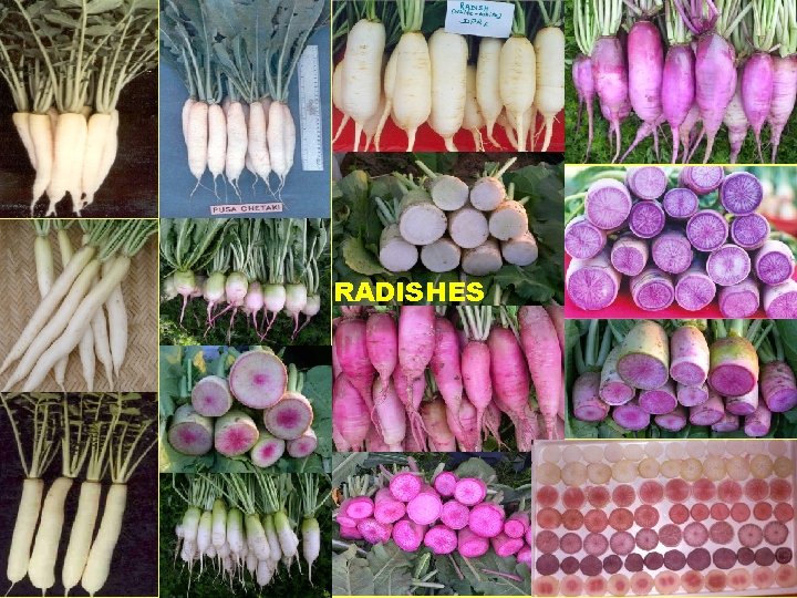 RADISHES 