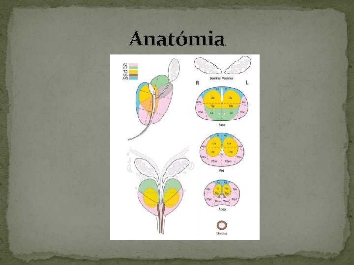 Anatómia Anatómia