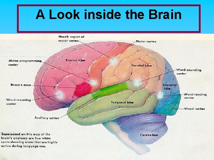 A Look inside the Brain A Look inside the Brain