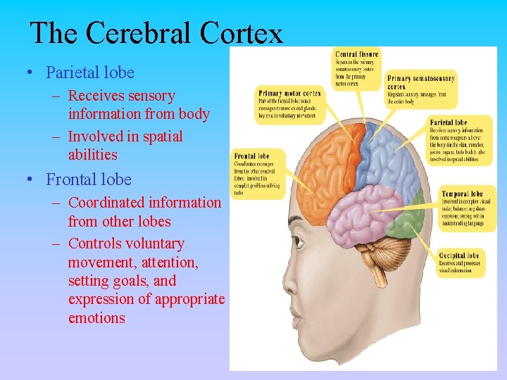 The Cerebral Cortex • Parietal lobe – Receives sensory information from body – Involved