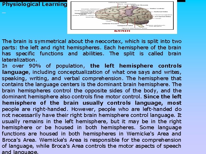 Physiological Learning The brain is symmetrical about the neocortex, which is split into two
