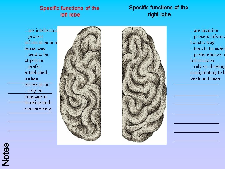 Specific functions of the left lobe. . . are intellectual. . process information in