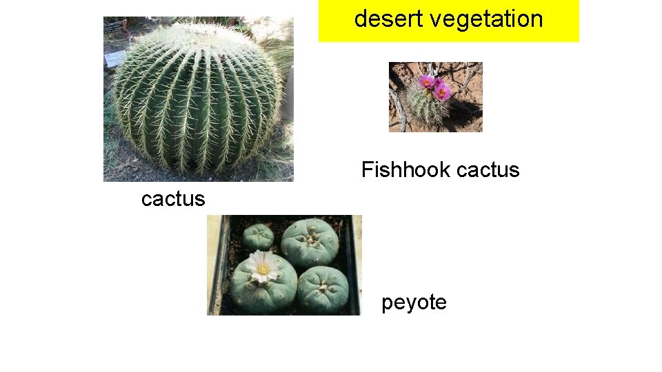 desert vegetation Fishhook cactus peyote 