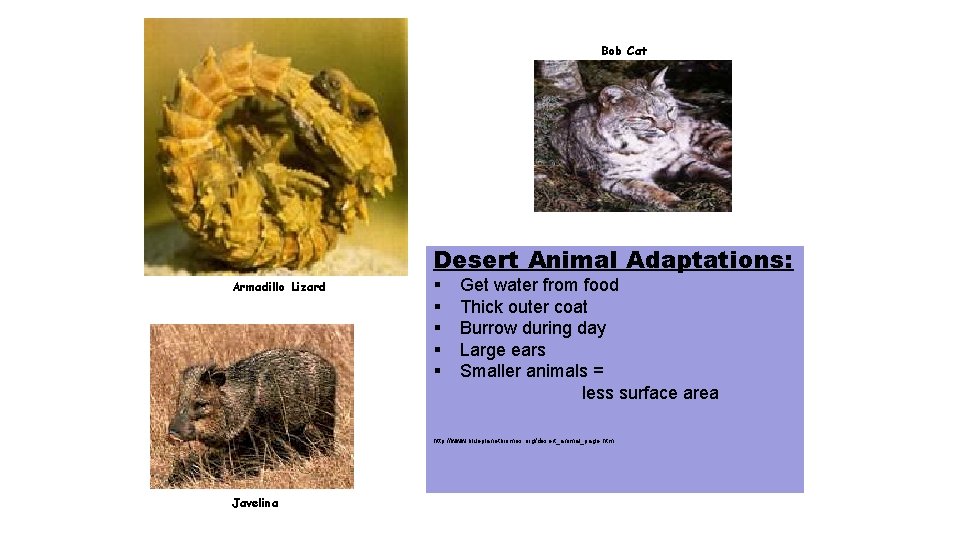 Bob Cat Desert Animal Adaptations: Armadillo Lizard § § § Get water from food