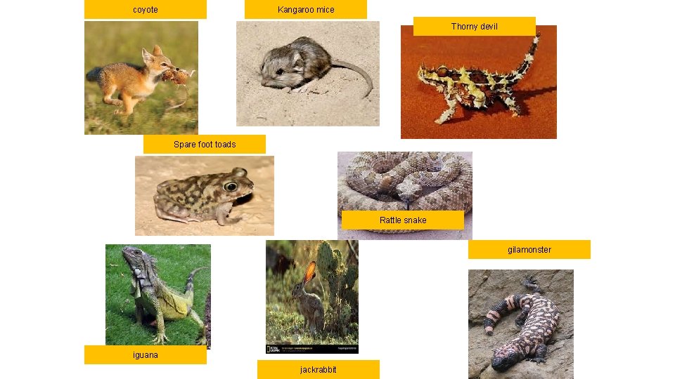 coyote Kangaroo mice Thorny devil Spare foot toads Rattle snake gilamonster iguana jackrabbit 