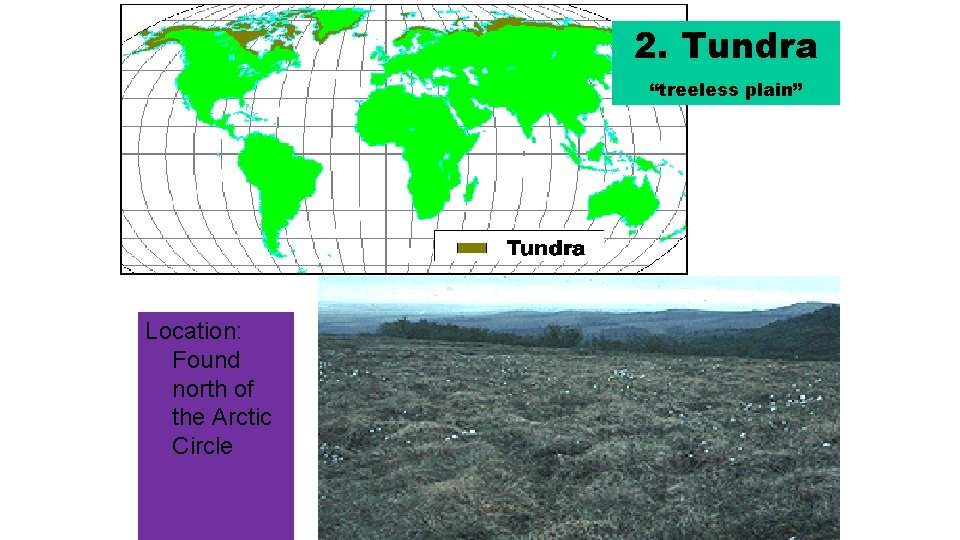 2. Tundra “treeless plain” Location: Found north of the Arctic Circle http: //www. runet.