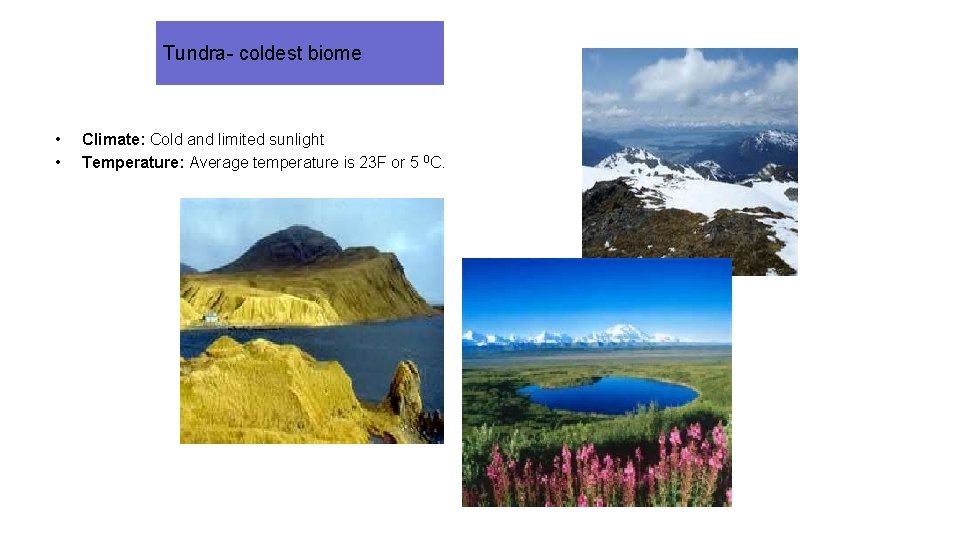 Tundra- coldest biome • • Climate: Cold and limited sunlight Temperature: Average temperature is