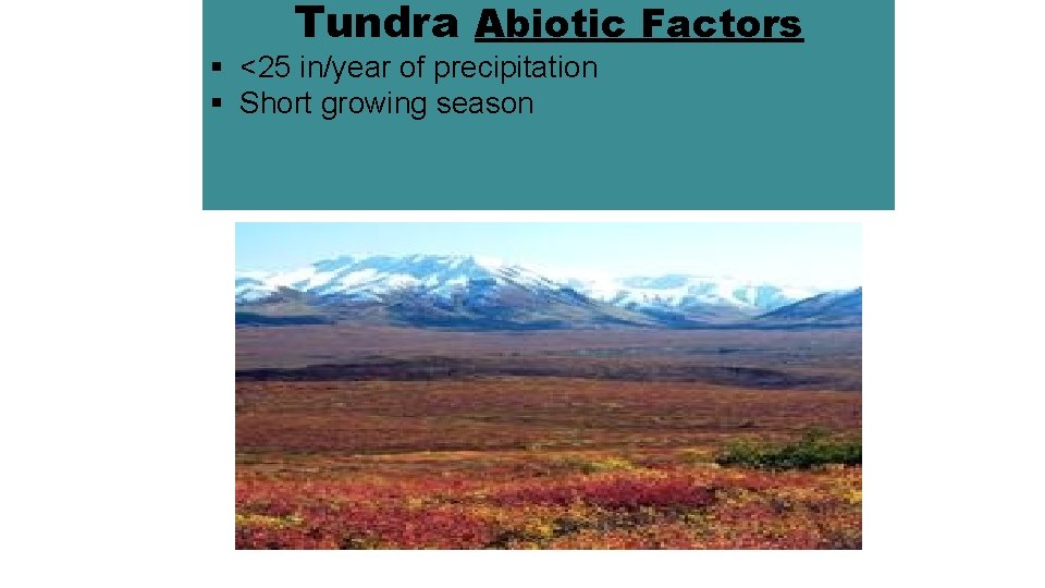 Tundra Abiotic Factors § <25 in/year of precipitation § Short growing season http: //www.