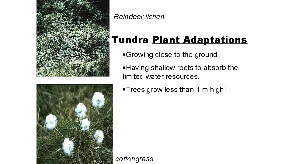 Reindeer lichen Tundra Plant Adaptations §Growing close to the ground §Having shallow roots to